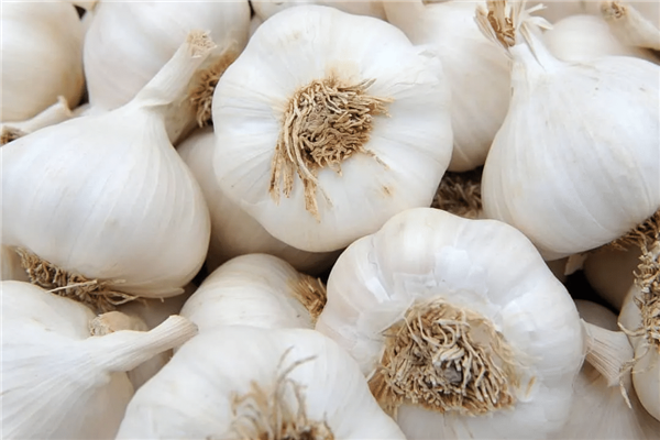 有机大蒜 / 有機ニンニクです / Organic Garlic